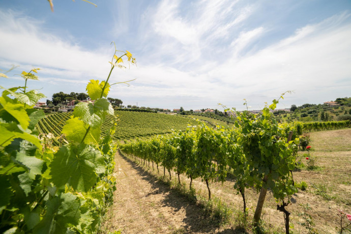 DOC Montepulciano d’Abruzzo +8% nella Gdo nel 2020