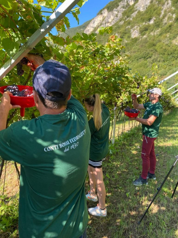 Masi, al via la vendemmia 2021