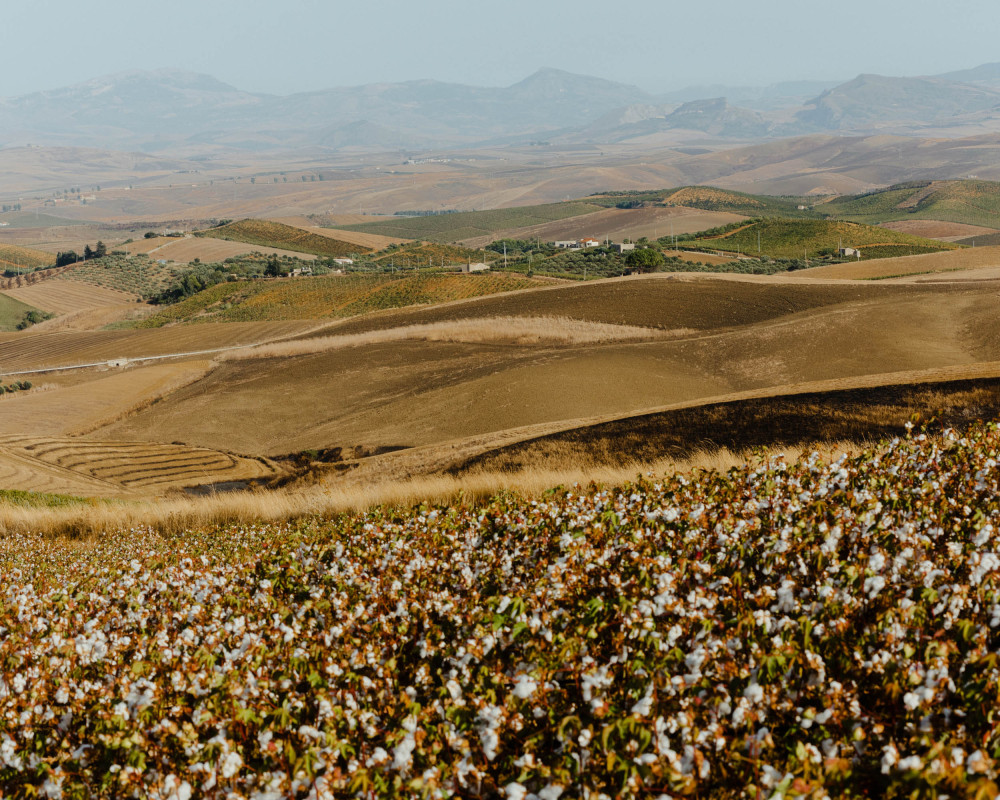 Dopo la semina 2022, Ovs lancia la prima collezione di cotone biologico coltivato in Sicilia