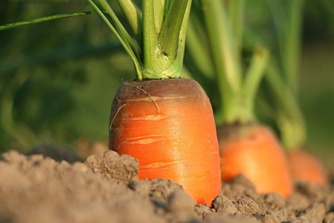Export sotto pressione tra dazi e svalutazione del dollaro, rischio perdita da 500 milioni solo nell’agroalimentare